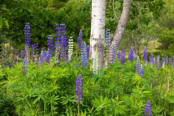 istock Forest with intermittent lupines of purple and white 2203447951