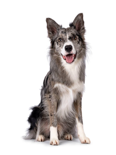 istock Border Collie dog on white background 2203448448
