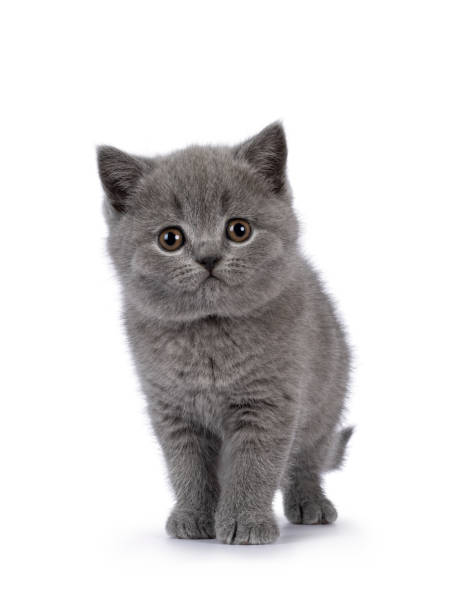 istock British Shorthair cat kitten on white background 2203448703