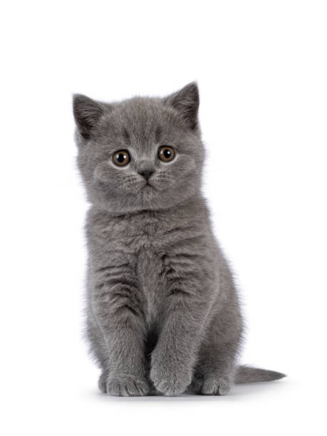 istock British Shorthair cat kitten on white background 2203448735