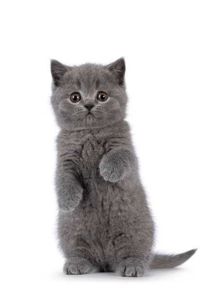 istock British Shorthair cat kitten on white background 2203448766