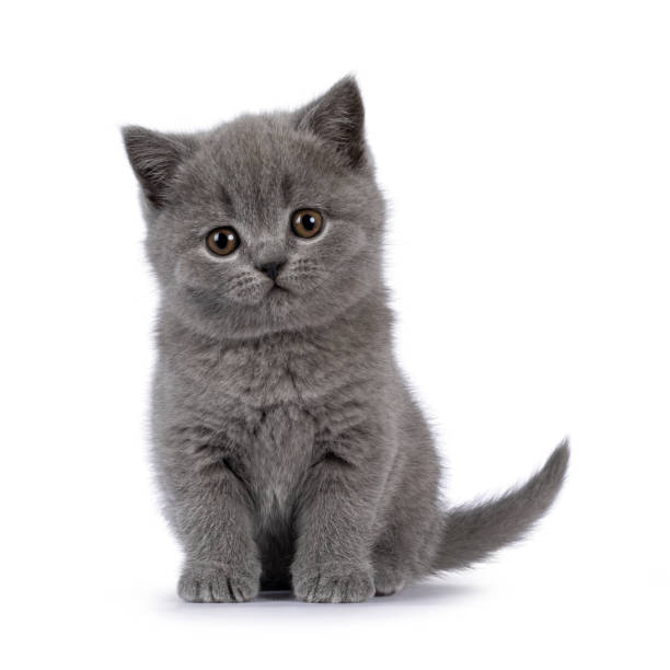 istock British Shorthair cat kitten on white background 2203448782