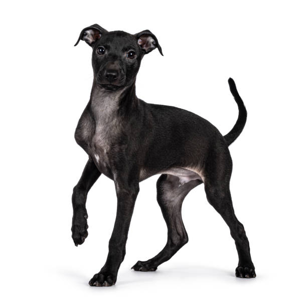 istock Italian Sighthound dog on white background 2203448911