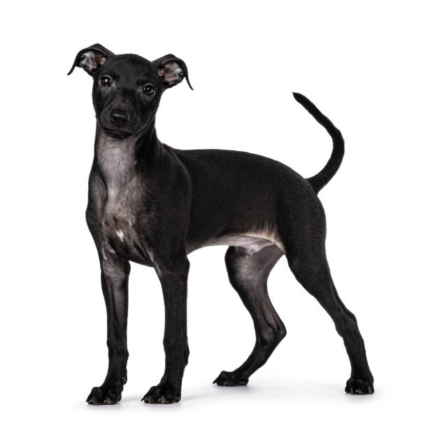 istock Italian Sighthound dog on white background 2203448916