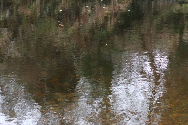 Reflections in a shallow woodland river
