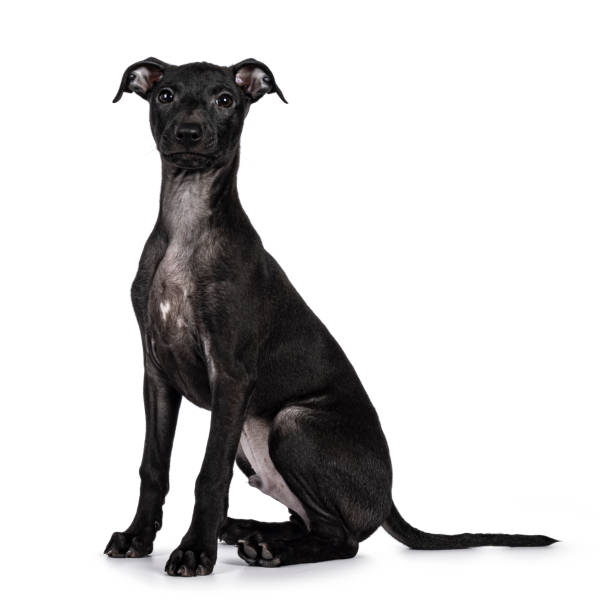 istock Italian Sighthound dog on white background 2203448955
