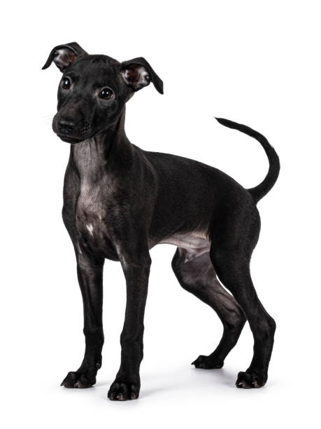 istock Italian Sighthound dog on white background 2203448971