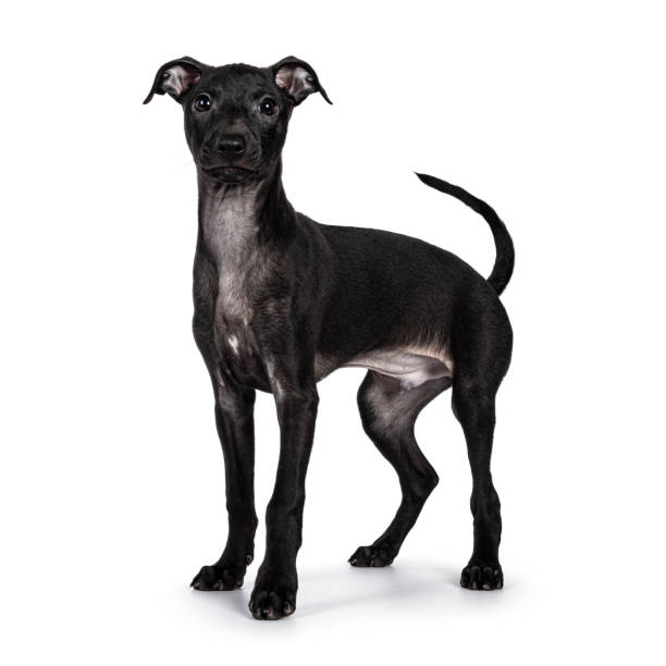 istock Italian Sighthound dog on white background 2203448995