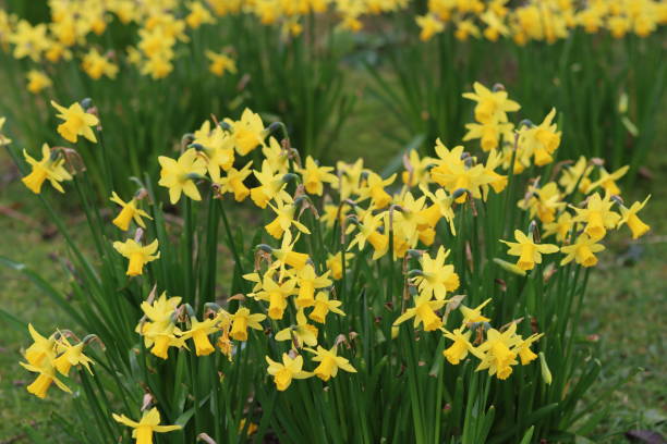 istock Yellow narcissus dwarf daffodils in a spring garden 2203449627