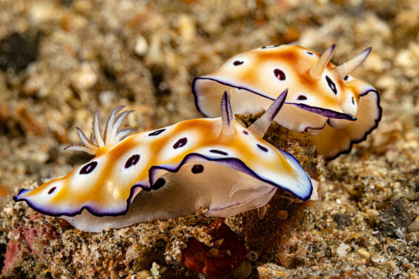 istock Nudibranches Tryon's Hypselodoris Hypselodoris tryoni, Lembeh Strait, Indonesia 2203449717