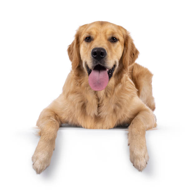 istock Golden Retriever on white background 2203450023