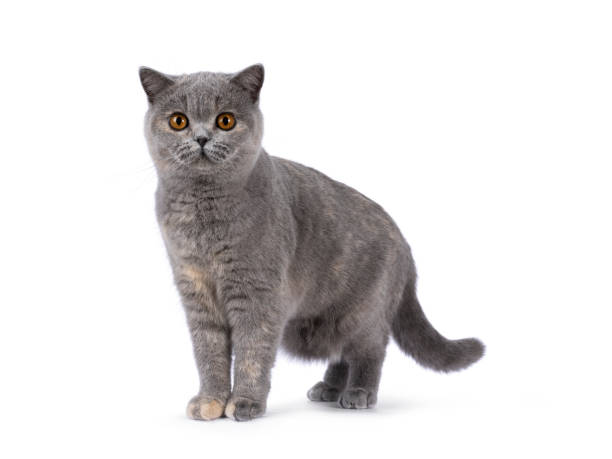 istock British Shorthair cat on white background 2203450584