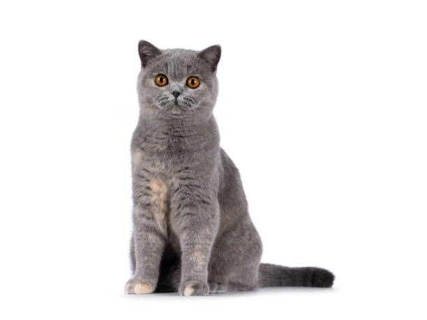 istock British Shorthair cat on white background 2203450640