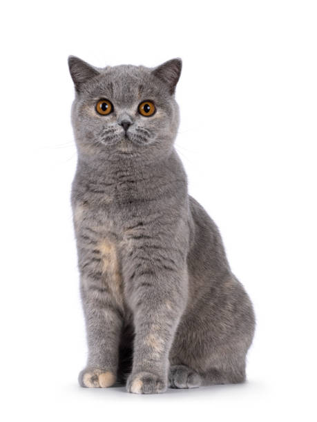 istock British Shorthair cat on white background 2203450782