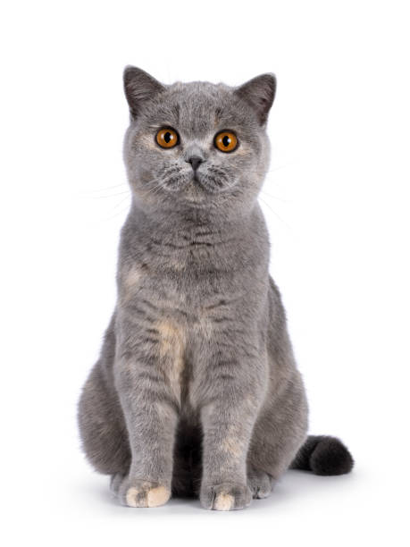 istock British Shorthair cat on white background 2203450805