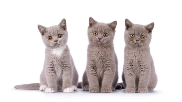 istock British Shorthair cat kittens on white background 2203450869