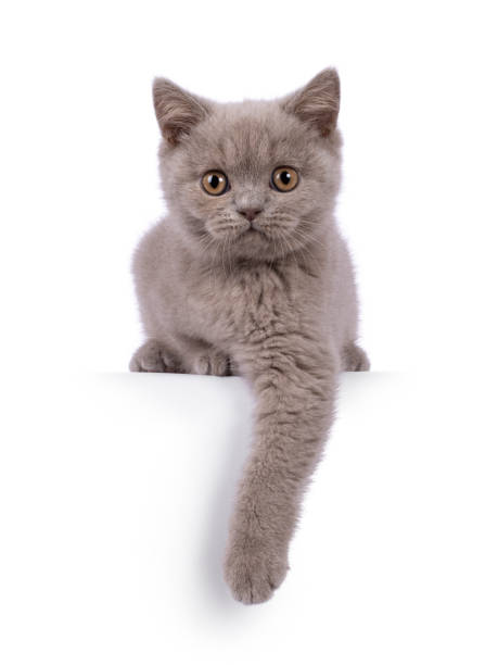 istock British Shorthair cat kitten on white background 2203450986
