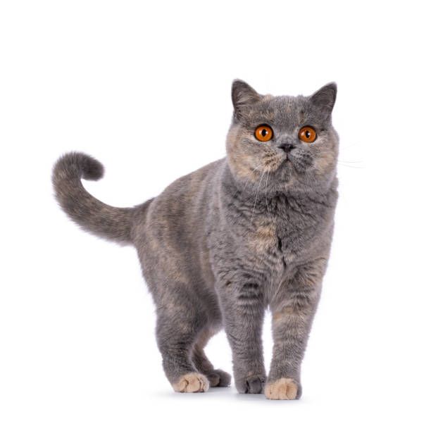 istock British Shorthair cat on white background 2203451231