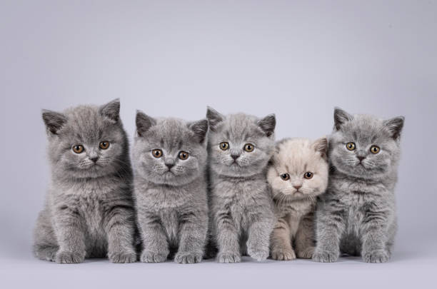 istock British Shorthair cat kittens on grey background 2203451348