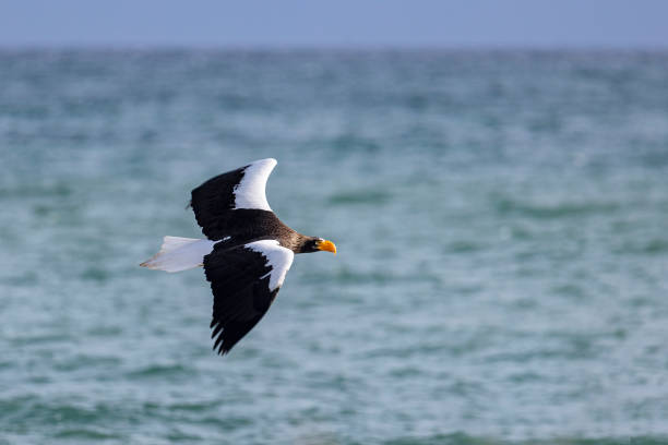 istock Steller's sea eagle flies over the sea 2203451458