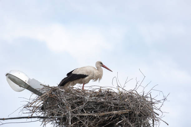 istock White stork on a nest against a blue sky 2203451583