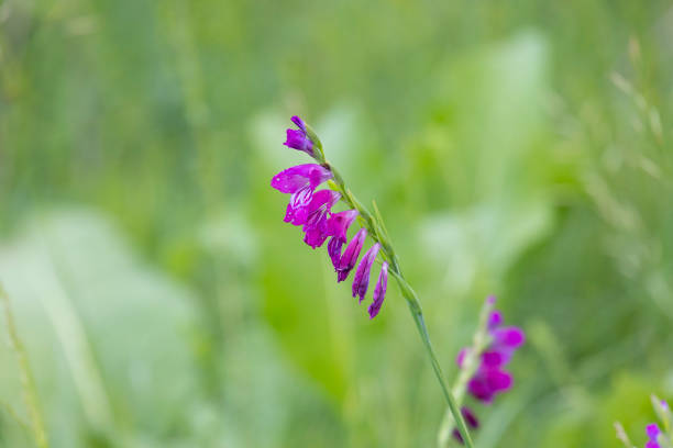 Blooming Gladiolus tenuis on green background