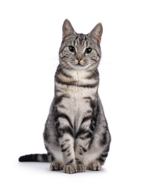 istock European Shorthair cat on white background 2203451848