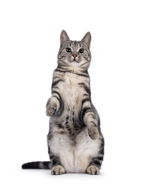 istock European Shorthair cat on white background 2203451875