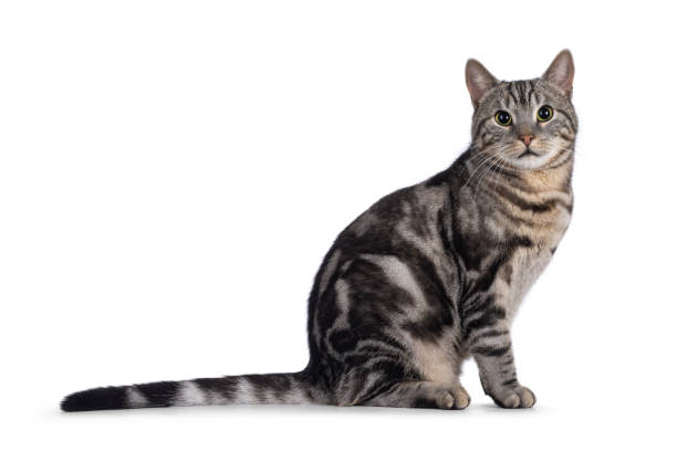 istock European Shorthair cat on white background 2203451913