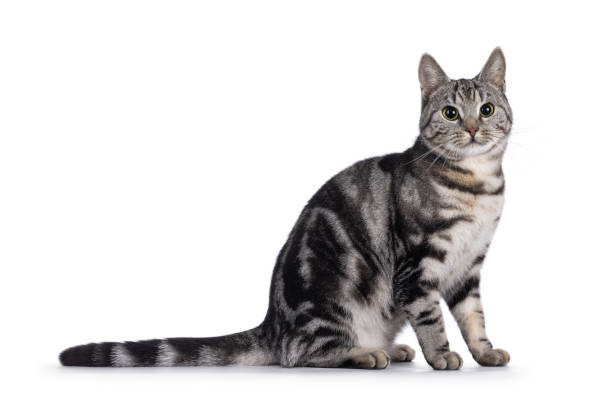 istock European Shorthair cat on white background 2203452003