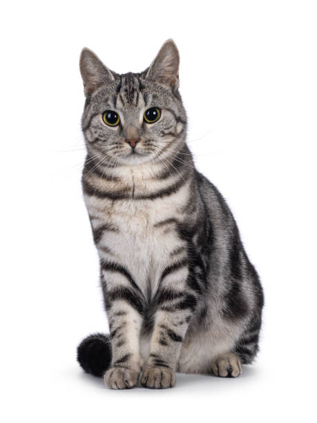istock European Shorthair cat on white background 2203452028
