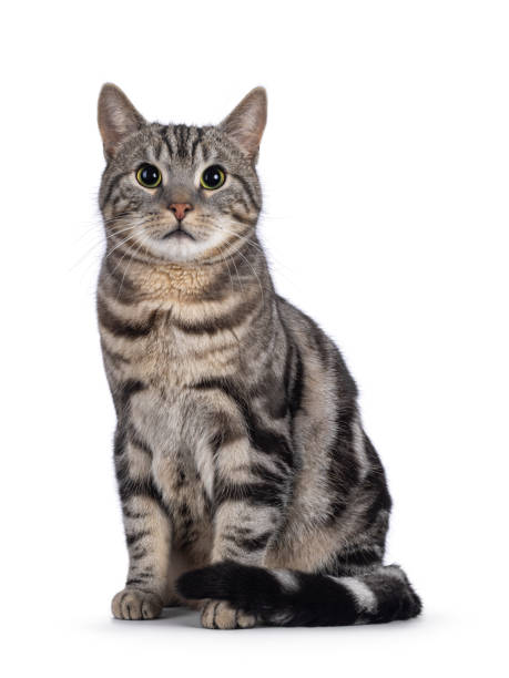 istock European Shorthair cat on white background 2203452061