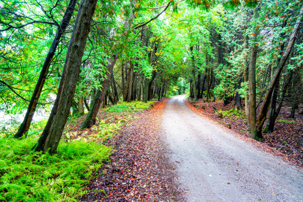 Treelined Country road