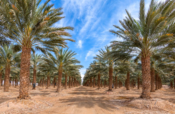 istock Date palms plantation at cloudy day, Middle East 2203453934
