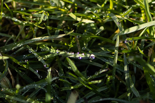 Macro shot of grass blades and water droplets