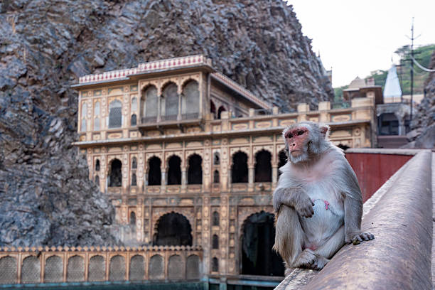 India. Rajasthan. Jaipur. Monkey temple (Galtaji temple). A monkey macaque sit front of the temple