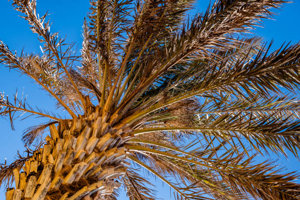 Palm tree with a blue sky in the background