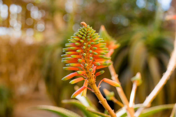 Grassa plant with a sunset in the background