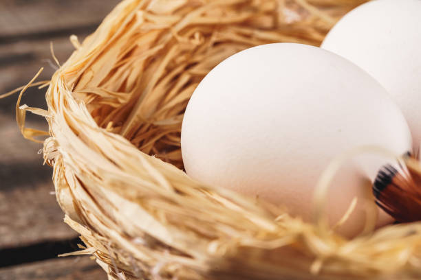 Bird nest with four tiny eggs