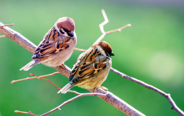 istock Two funny plump birds sparrows sit on a branch 2203457457