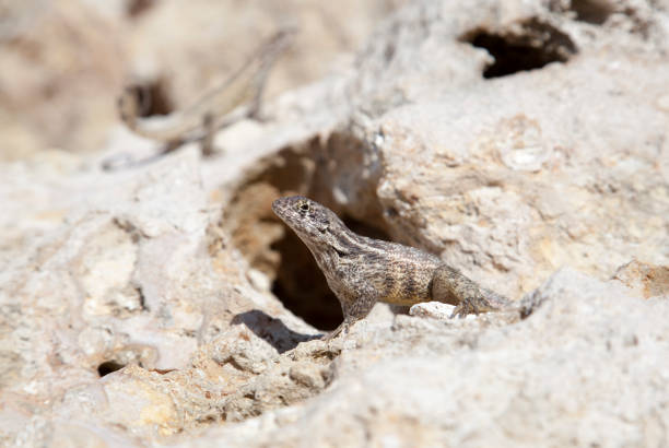 istock Grand Cayman Island Little Lizard 2203457556