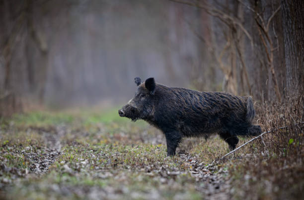 istock Wild boar walking in forest on foggy day 2203458161