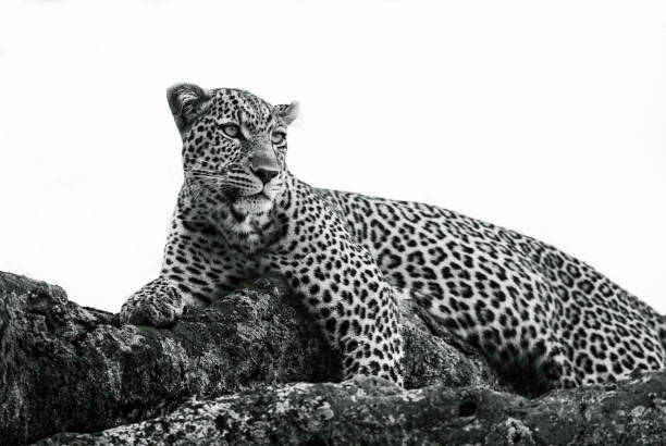 Black and white image of adult wild animal Leopard (Panthera Pardus) lying on tree, Maasai Mara National Reserve in Kenya. Wildlife in natural habitat in Africa's savanna