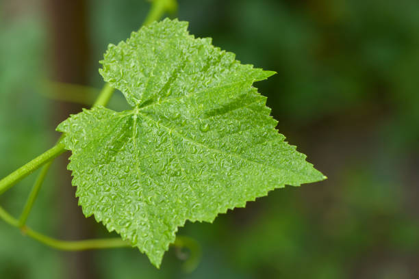 Young grapes leaf on the vine close-up. A grape leaf with water drops, with water drops after rain or morning dew.