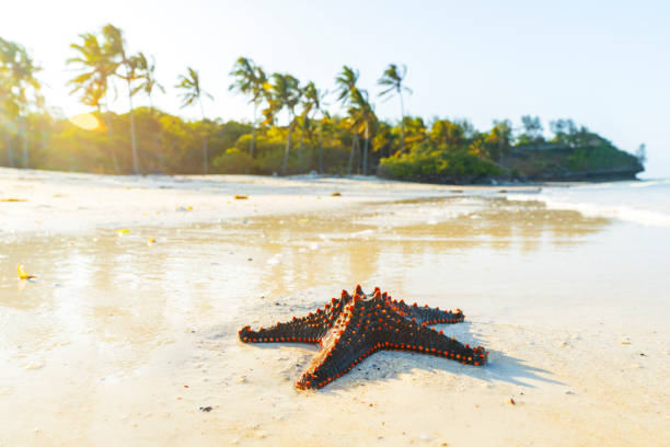 Red starfish on white sand beach with an idyllic island fringed with coconut palms at sunset, Jambiani, Zanzibar, Indian Ocean, Africa