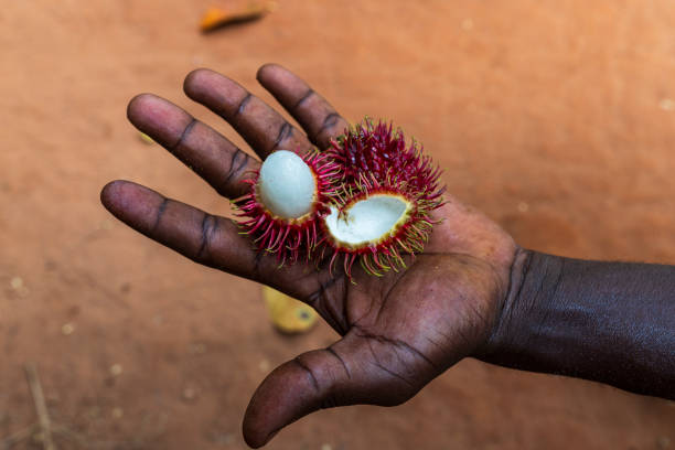 Close-up of fresh lychee fruits on black hand