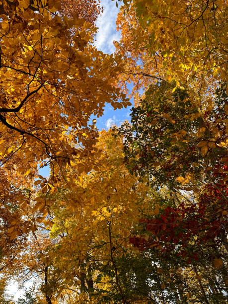 The Fall Foliage Cover Above