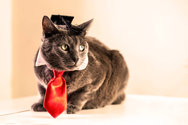 gray burmese cat in a red tie and a wizard's hat on a light background. Back to school, Better education
