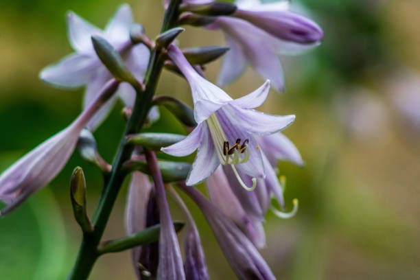 The close-up image shows a group of purple and white flowers. The flowers are in full bloom, their petals spread out in the shape of a star. In the center of the flower is a yellow stamen, which stands out against the background of white petals. The petals are slightly curved and have a soft, velvety texture. The stems of the flowers are thin and green, they are collected in an inflorescence. The background is blurred, which makes the flowers the center of attention in the image.
