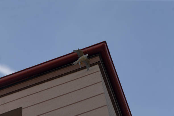 young kestrel ready to take flight opens its wings in front of the entrance to its nest